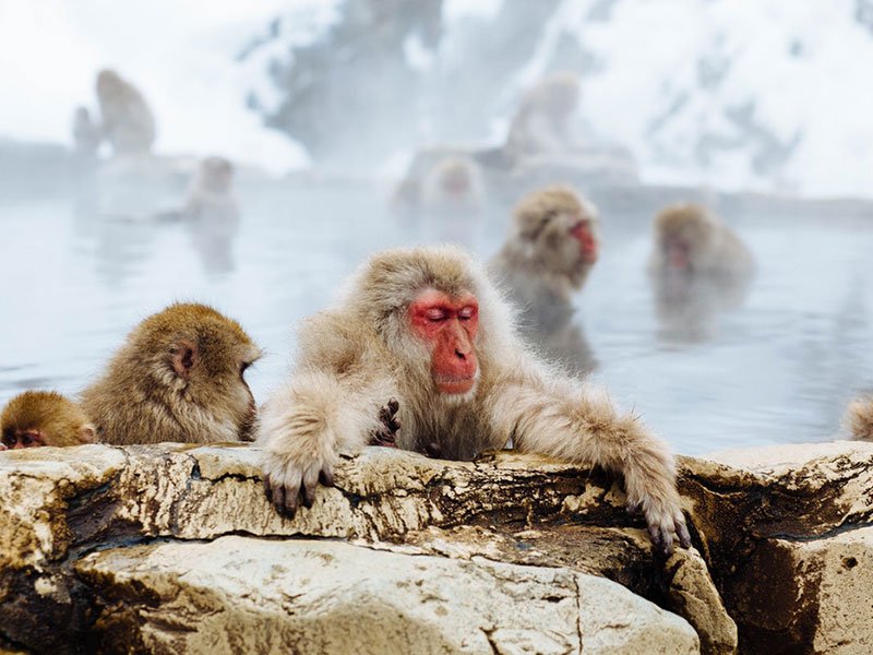 Shiga Kogen Snow Monkey Powder Weekend